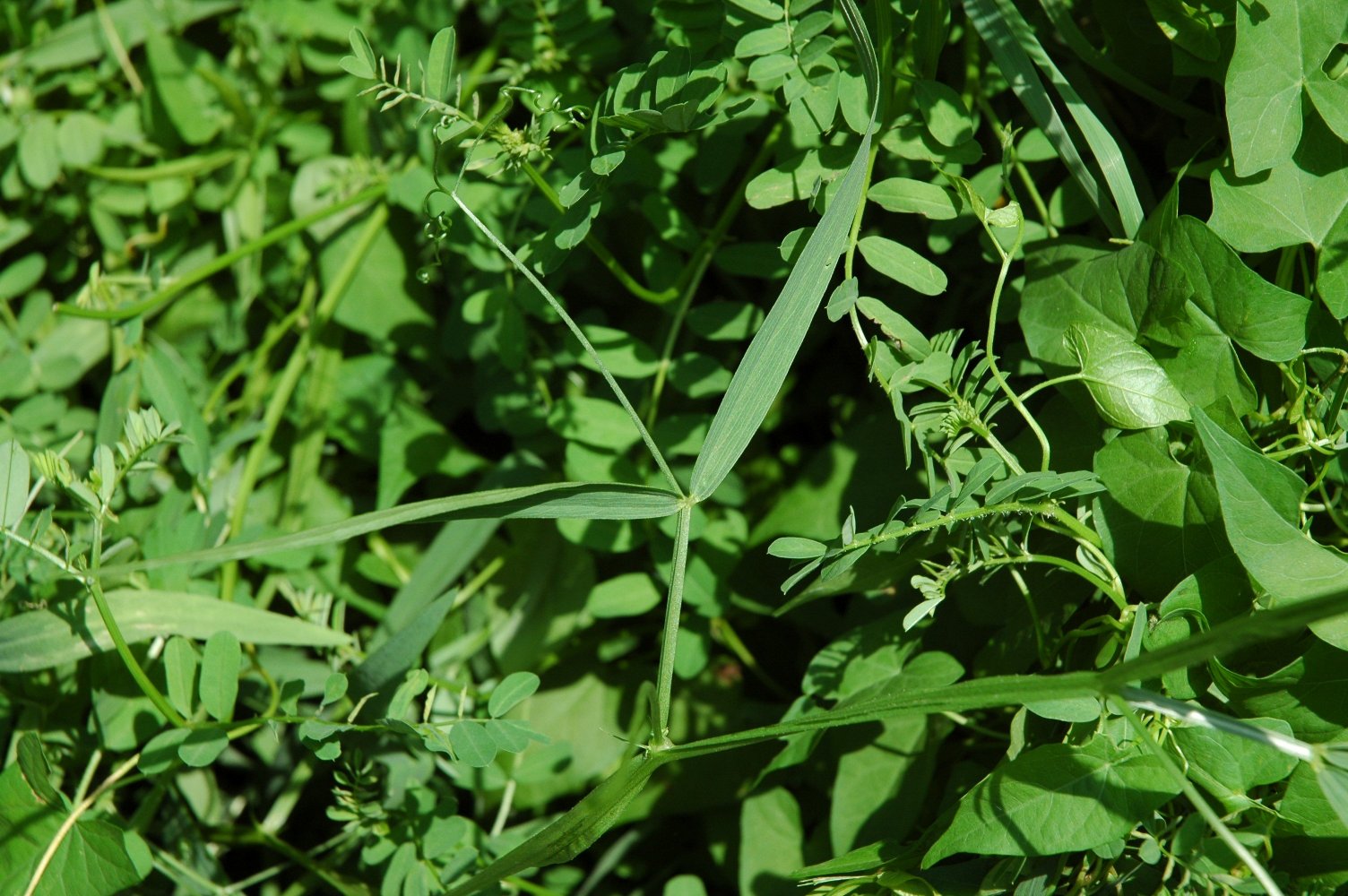 Lathyrus palustris? no, sylvestris.